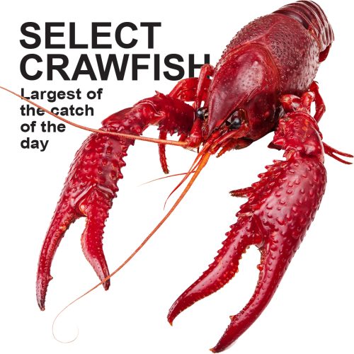 Select Grade Live Crawfish (Largest of days catch)