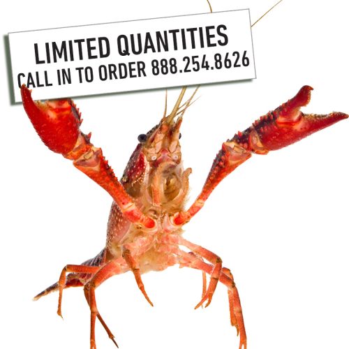 Quality Grade Live Crawfish (Mixed Bag)